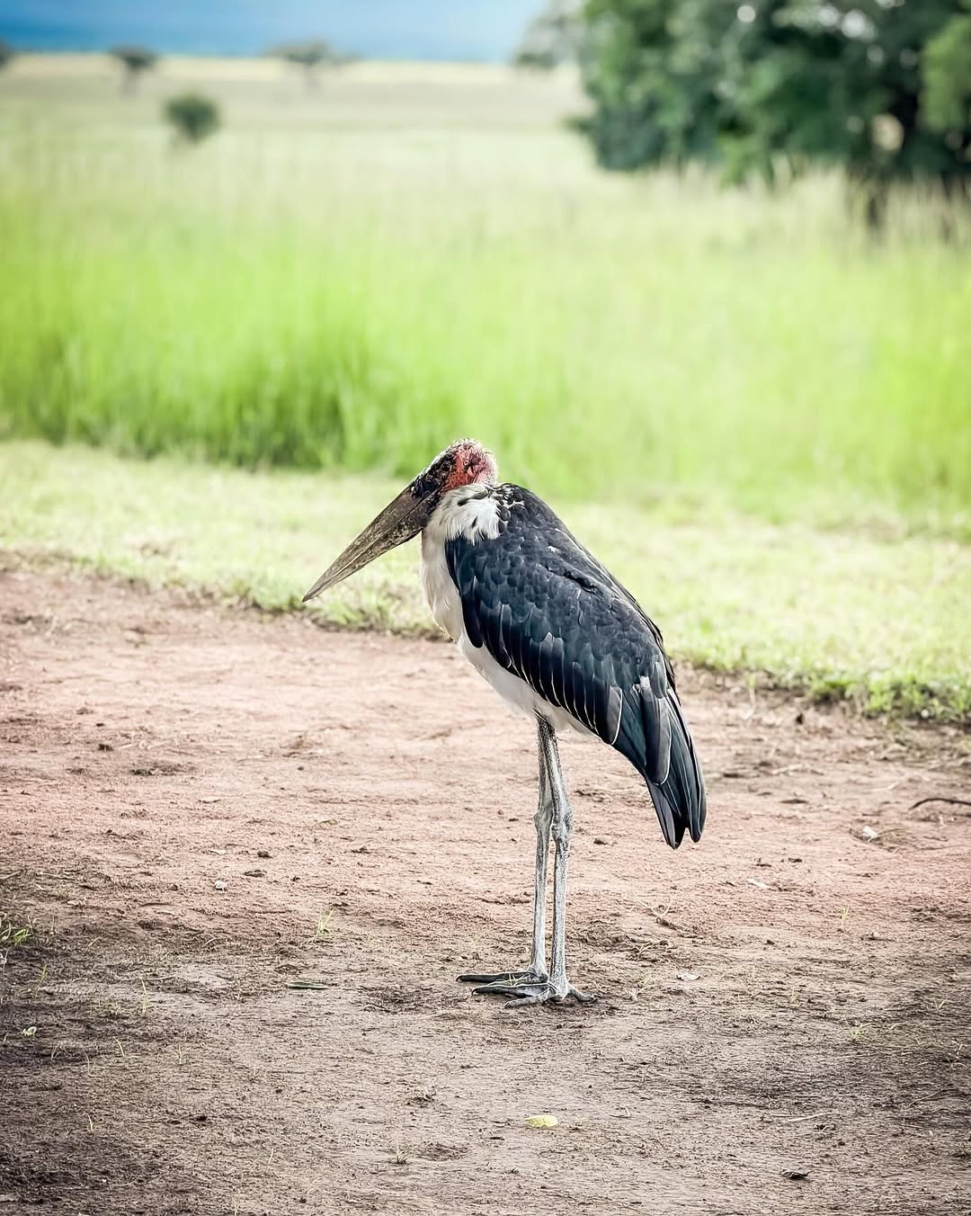 Serengeti Bird Watching